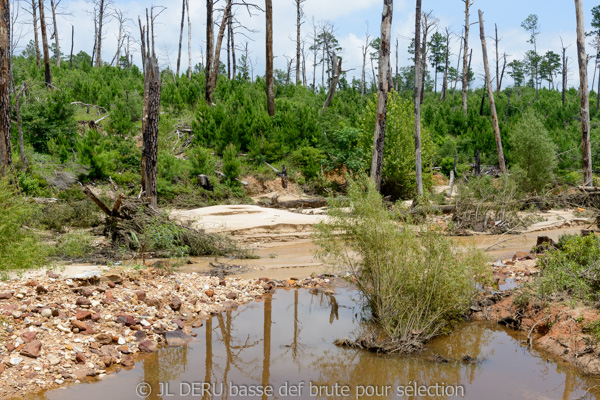 Bastrop State Park, TX, USA